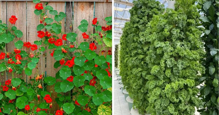 Top 8 Green Vegetable Varieties To Grow In Vertical Garden