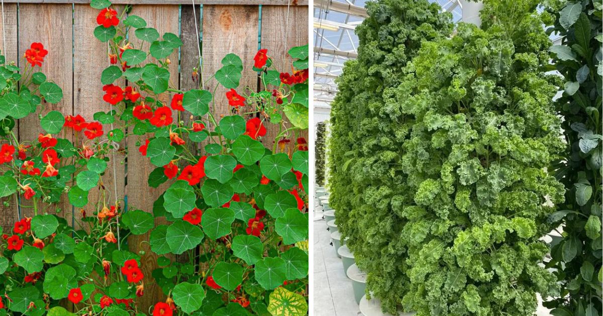 Top 8 Green Vegetable Varieties To Grow In Vertical Garden
