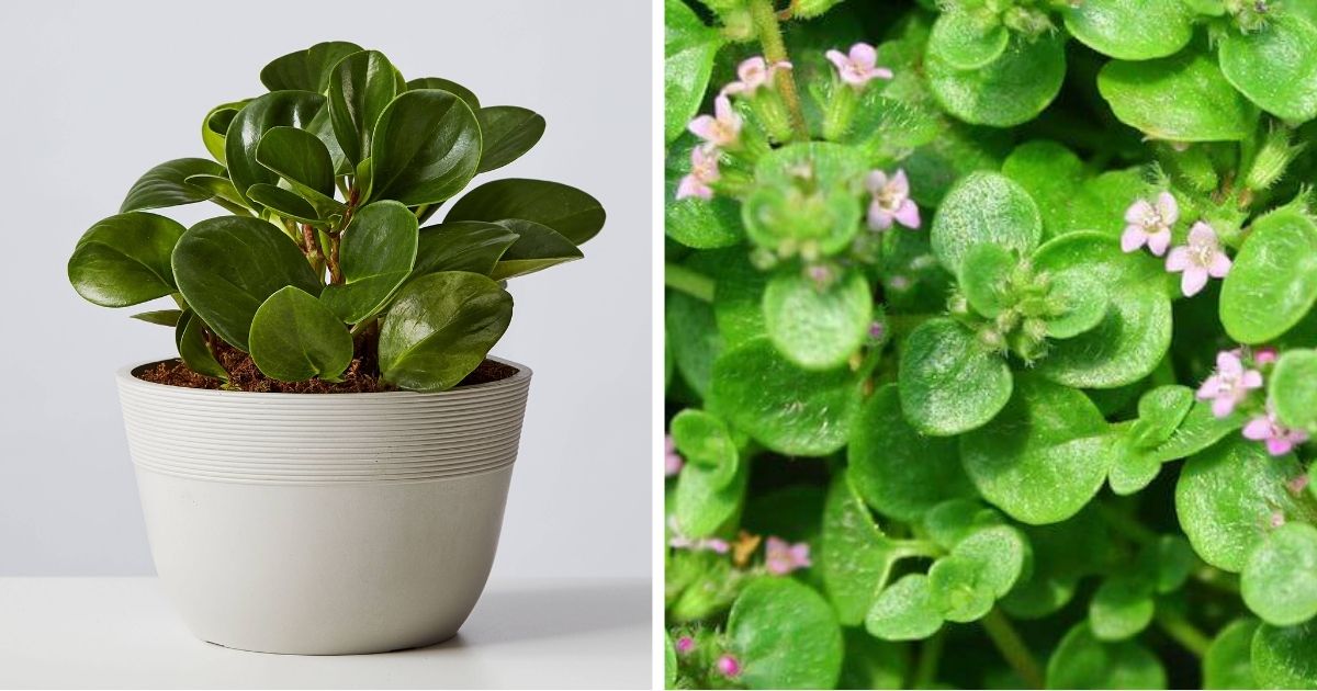 16 Ground Covers That You Can Grow As Indoor Plants