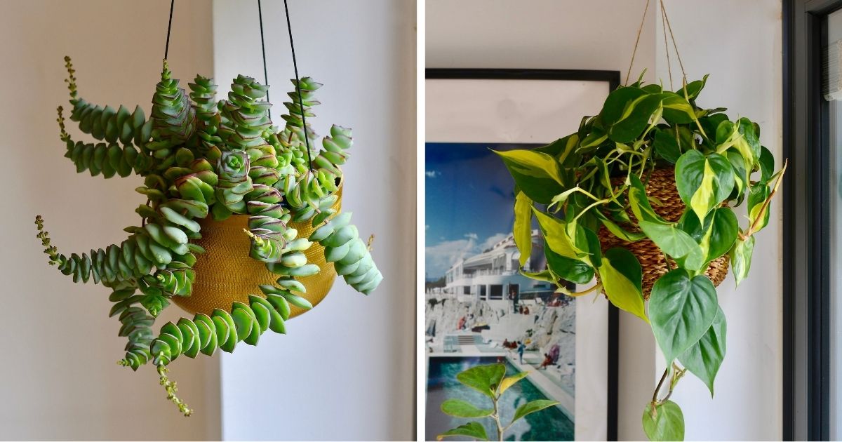 23 Hanging Basket Plants That Can Be Grown From Cuttings