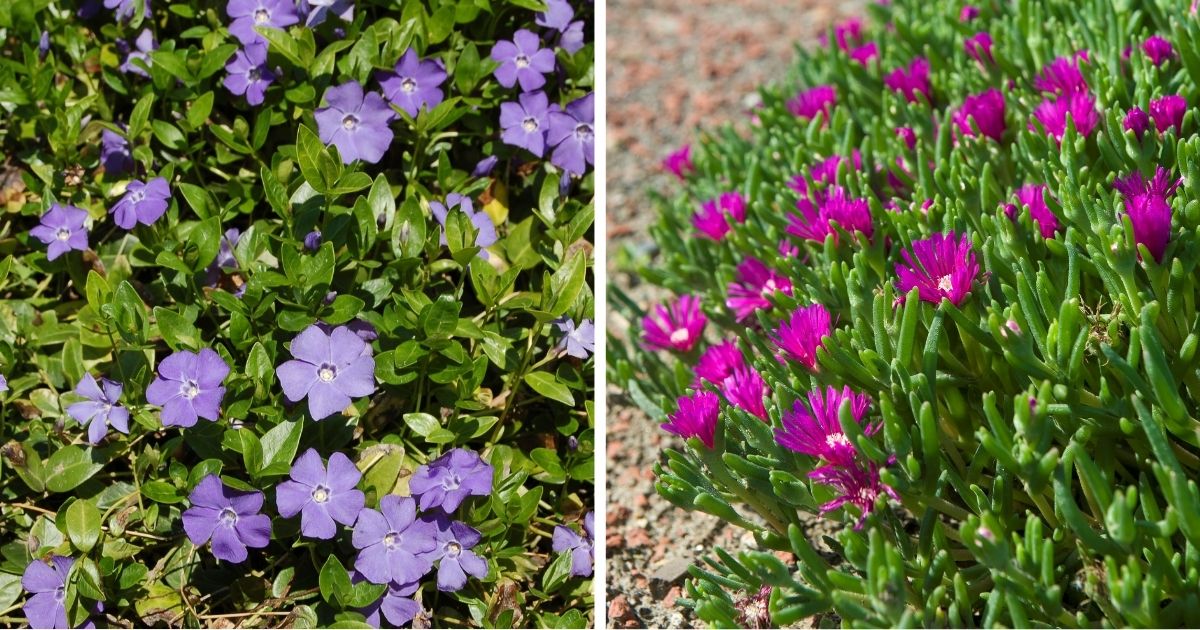 16 Hardy Ground Cover Plants To Grow For Your Landscape