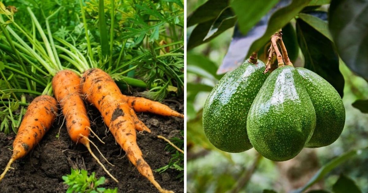 14 Healthiest Vegetables And Fruits You Can Grow Easily Right In The Garden