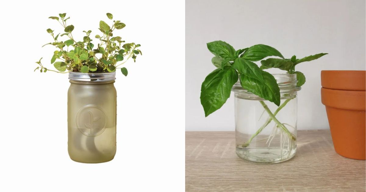 10 Healthy Herbs That Grow Well In Water