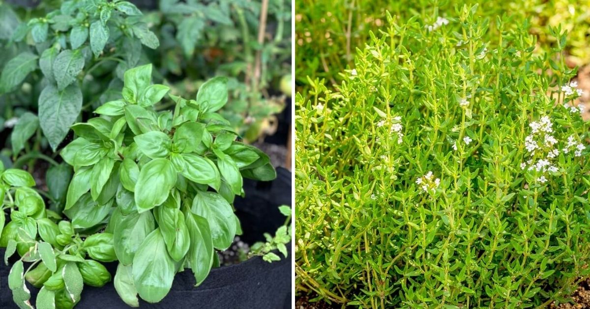9 Heat-Loving Herbs For Sunny Gardens