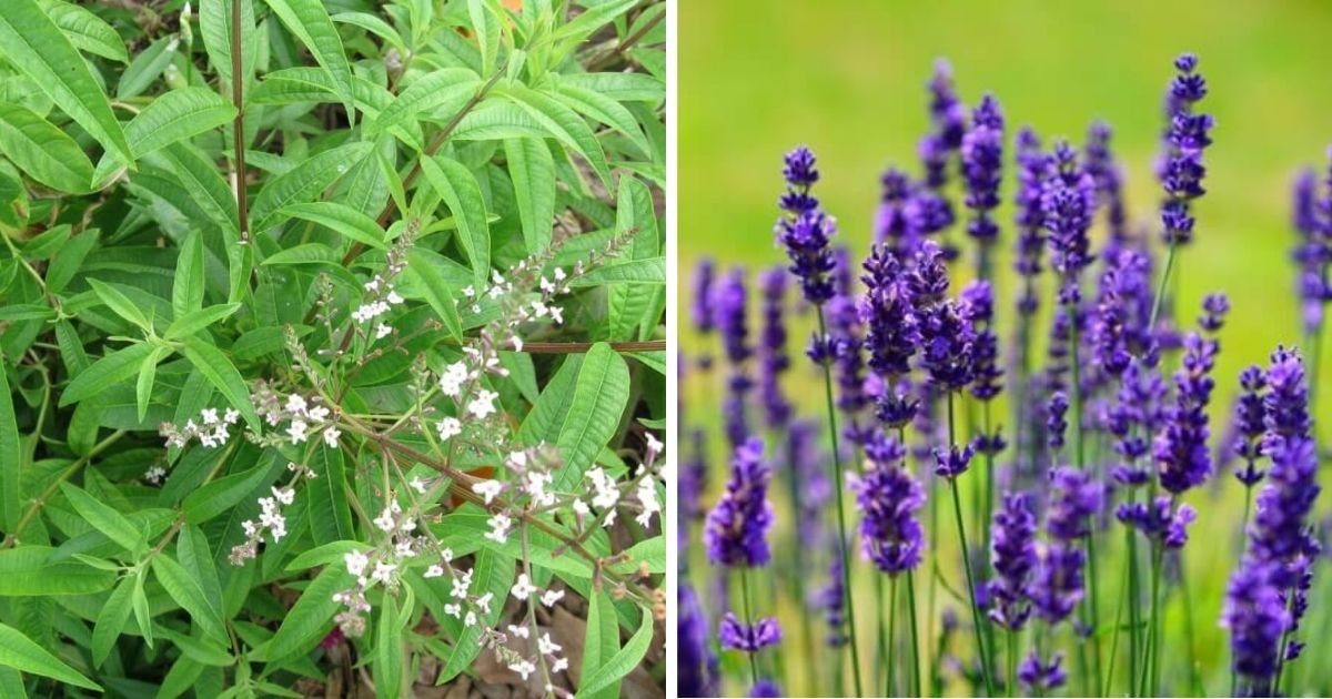 7 Herbs That Can Deter Spiders Effectively
