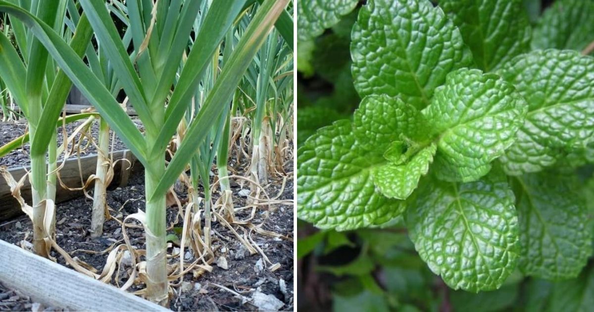 10 Herbs That Can Get Rid Of Mosquitoes