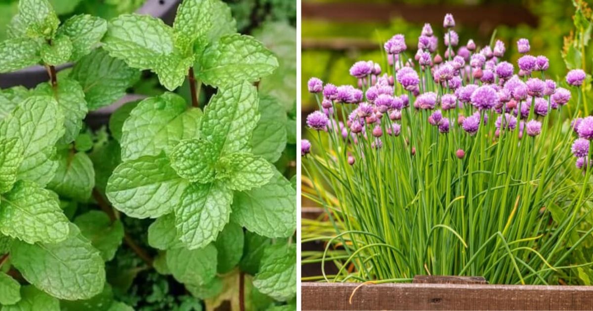 10 Herbs That Can be Harvested Year-Round