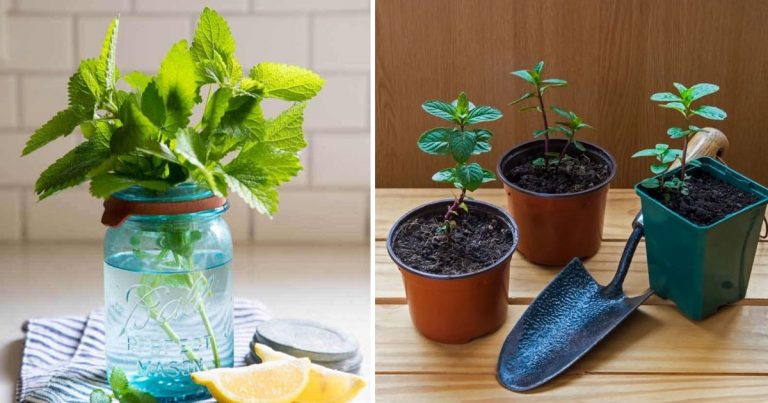 13 Herbs That You Can Grow From Cuttings