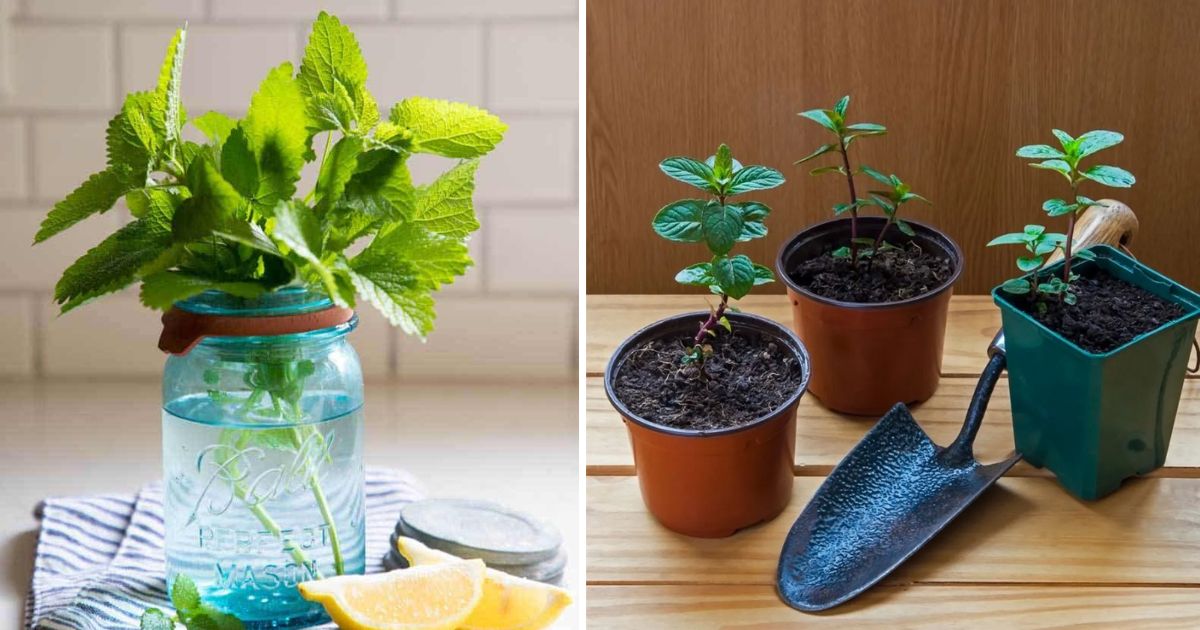 13 Herbs That You Can Grow From Cuttings