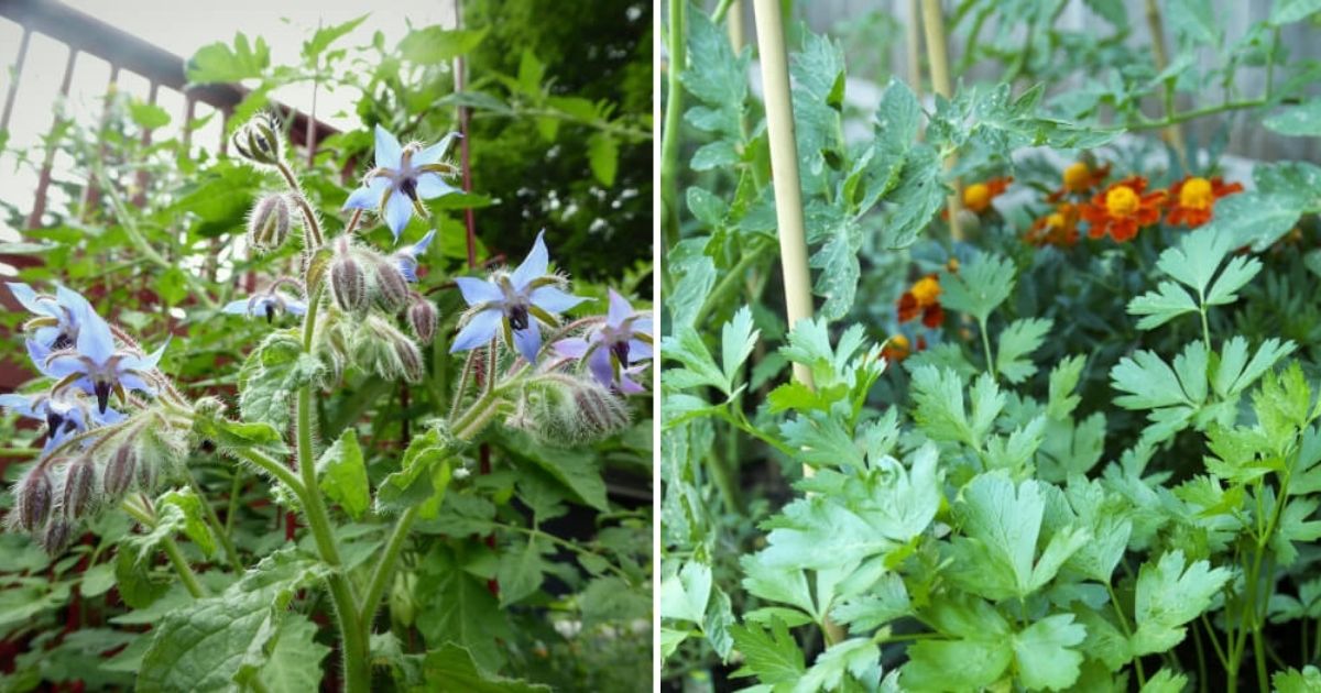 10 Herbs to Grow Near Tomato Plants