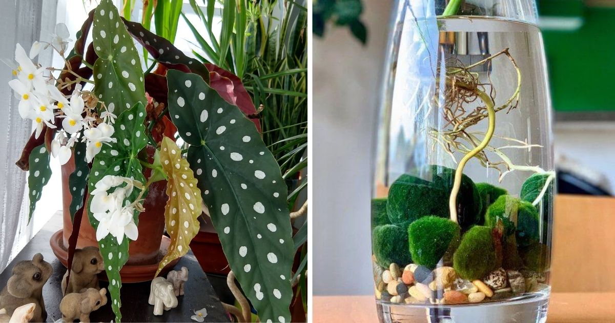 26 Houseplant Types Display Most Exotic Leaves