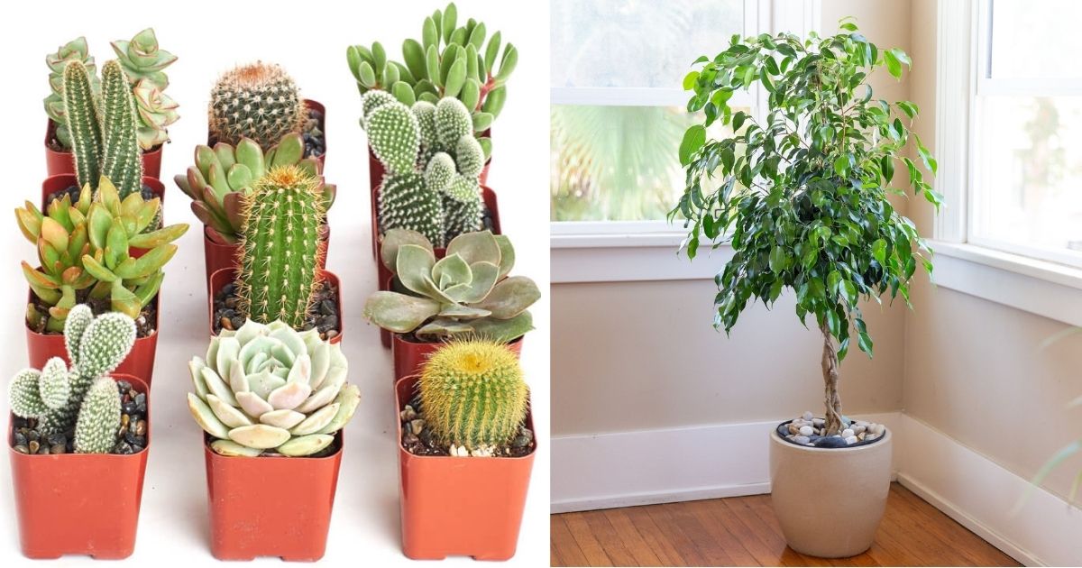 14 Houseplant Varieties That Have Faux Shapes