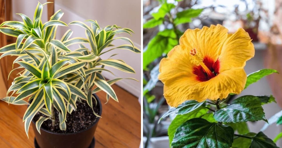12 Houseplant Varieties Tolerate Direct Sunlight