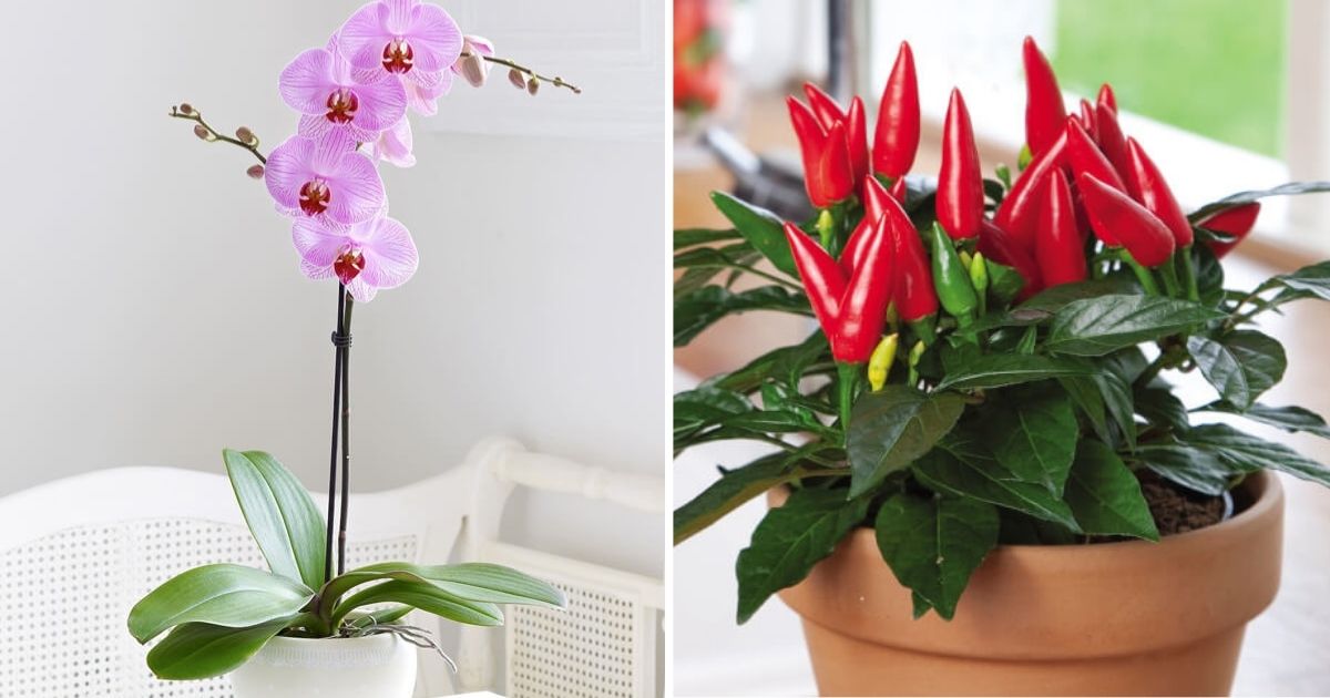 11 Houseplants That Are Good For Health