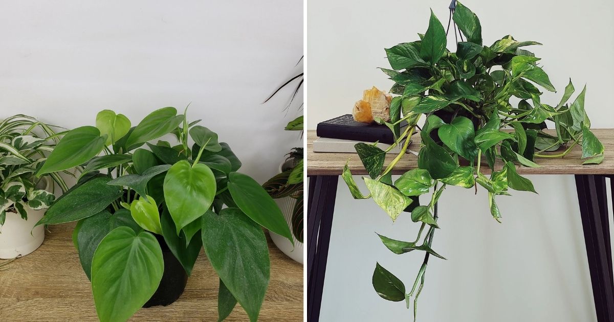 14 Houseplants That Can Grow Well On Top Of Your Refrigerator