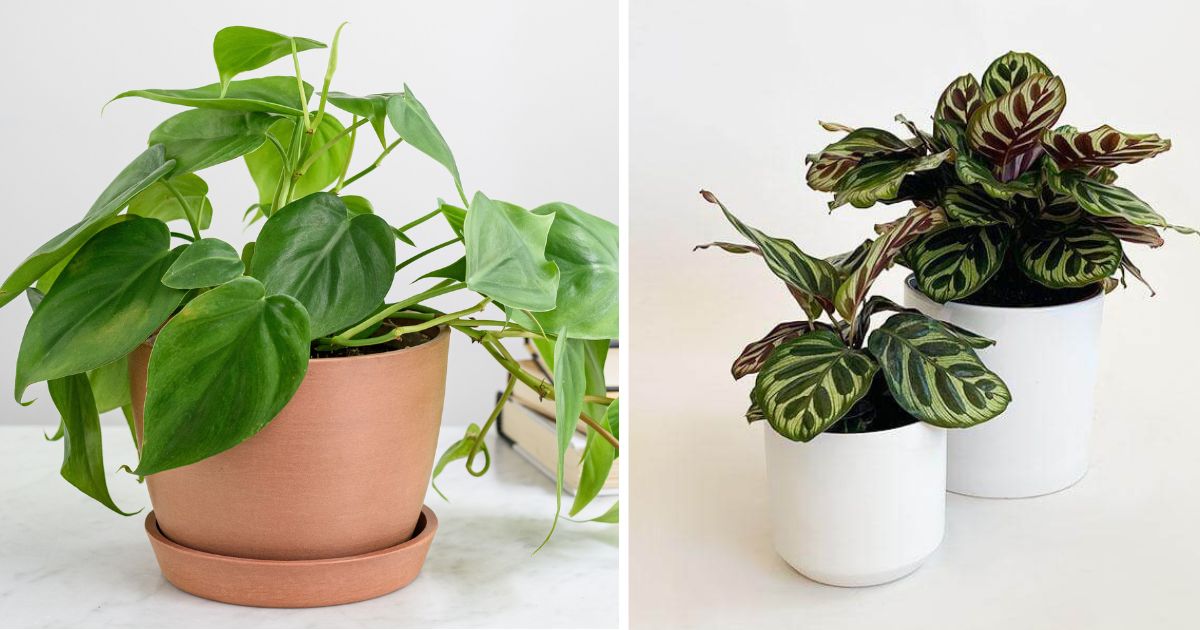 25 Houseplants That Can Grow Well Without Sunlight