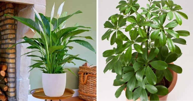 10 Houseplants That Displays The Beautiful Shiny Leaves