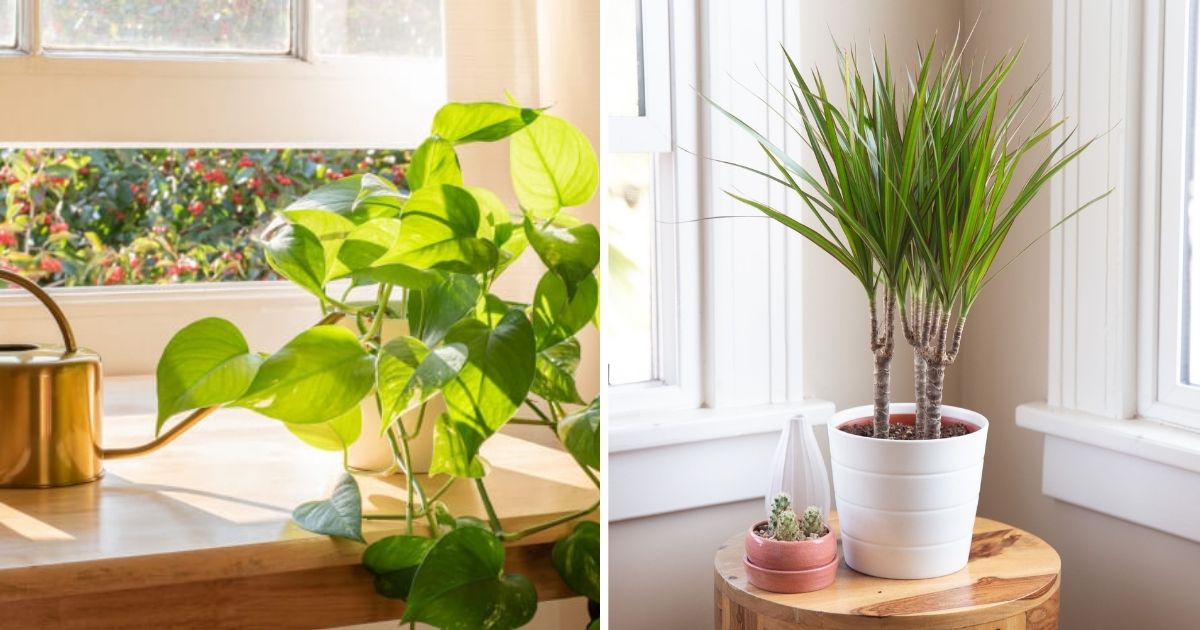 10 Houseplants That Generate Oxygen And Clear The Air In The Home