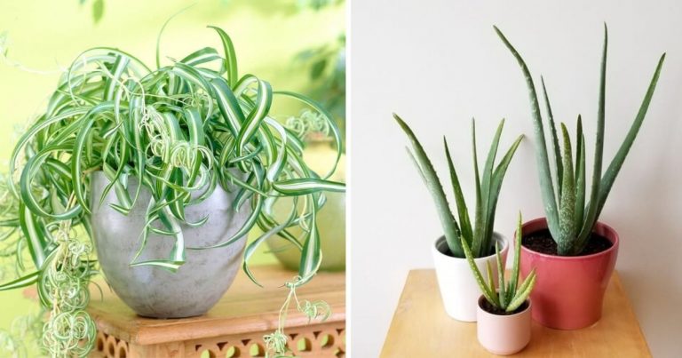 Top 5 Houseplants That Help Improve Your Immune System