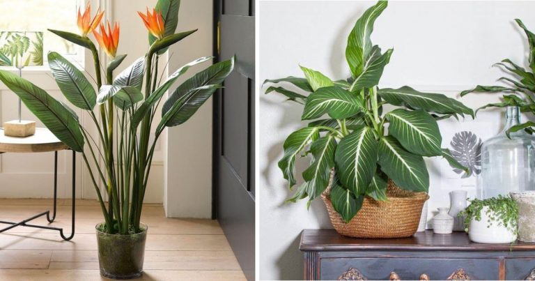 9 Houseplants That Look Like A Banana Tree To Bring Tropical Space