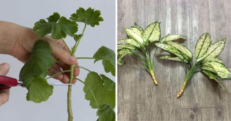 8 Houseplants You Can Propagate From Cuttings