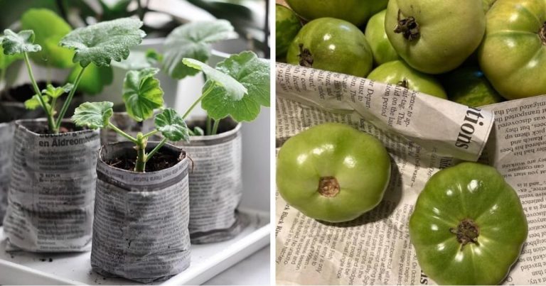 14 Incredible Garden Things That You Can Start With Newspapers