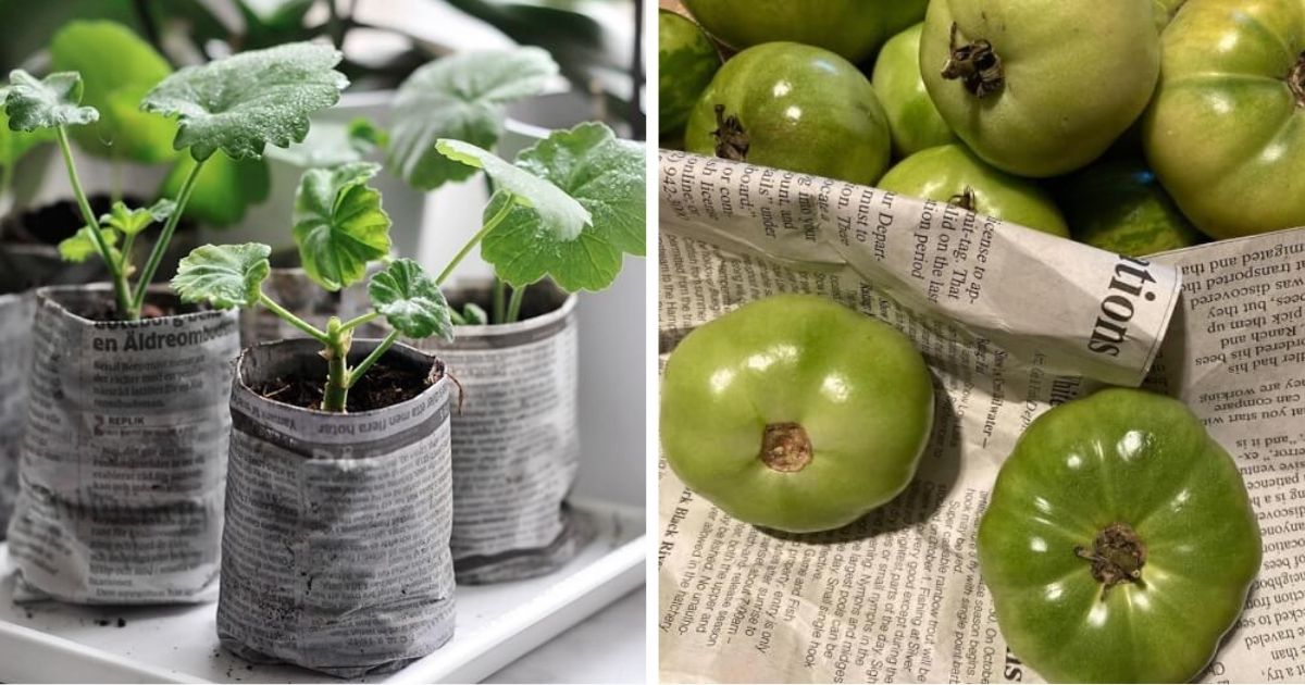 14 Incredible Garden Things That You Can Start With Newspapers