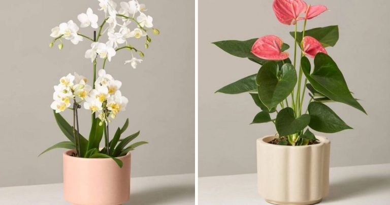 25 Incredible Indoor Plants In Vases You May Get Hooked On