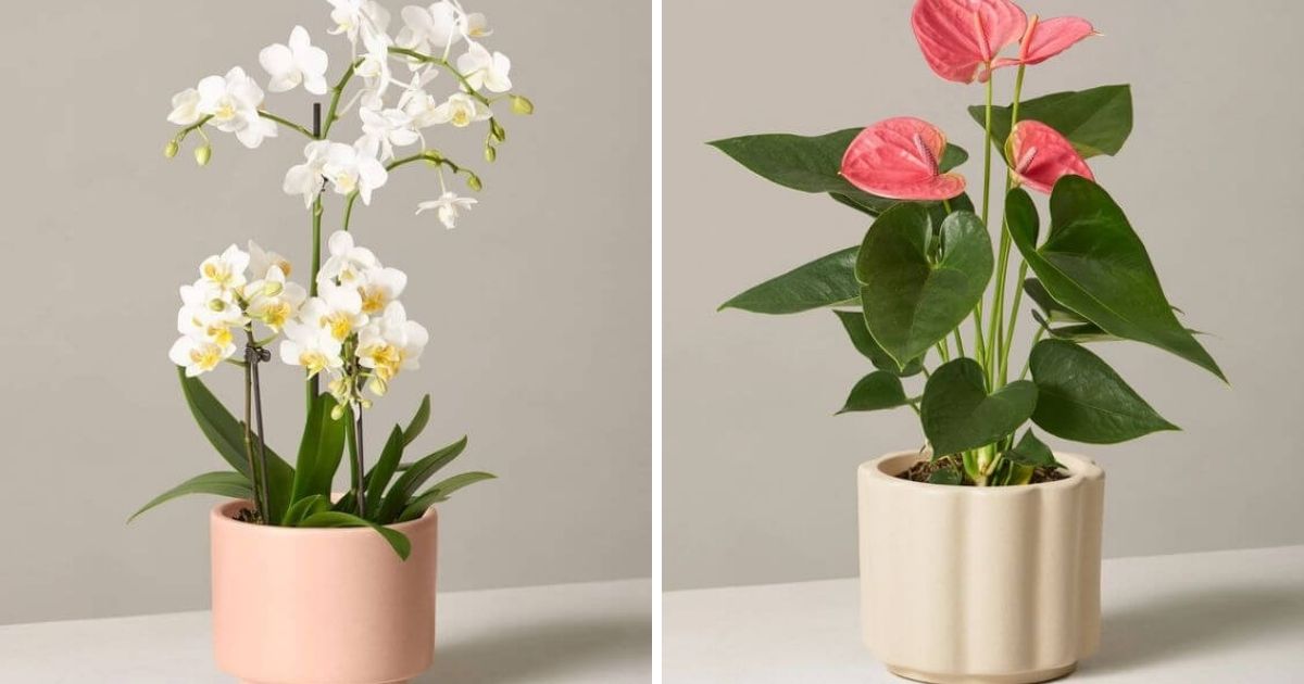 25 Incredible Indoor Plants In Vases You May Get Hooked On