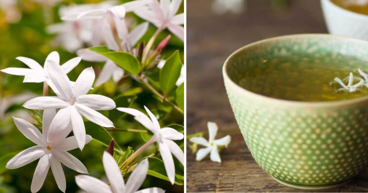 9 Incredible Jasmine Plant Benefits That Bring To Your Life