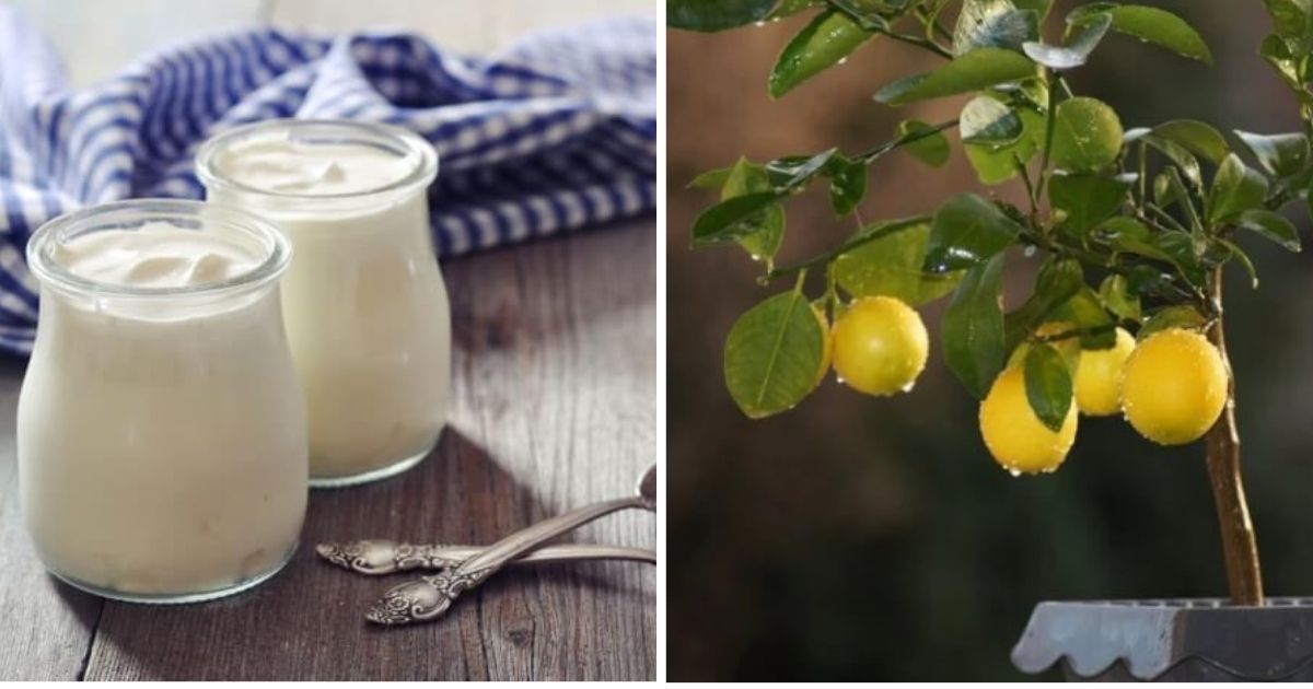 5 Incredible Uses Of Yogurt For Your Gardening Work