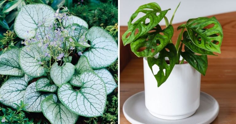 17 Indoor And Outdoor Plants That Have Heart Shaped Leaves