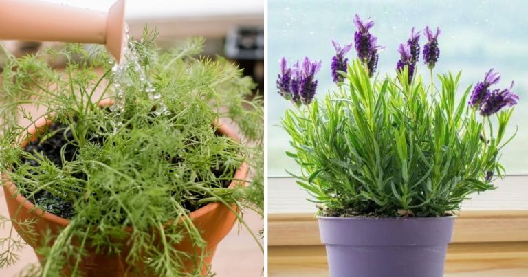 14 Indoor Herbs To Grow Easily Year Round