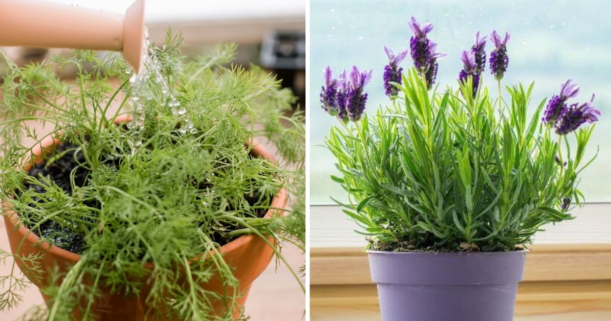 14 Indoor Herbs To Grow Easily Year Round
