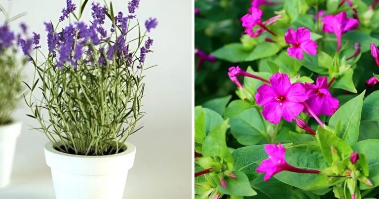 12 Indoor Plants That Have Fragrant To Make Fresh Air
