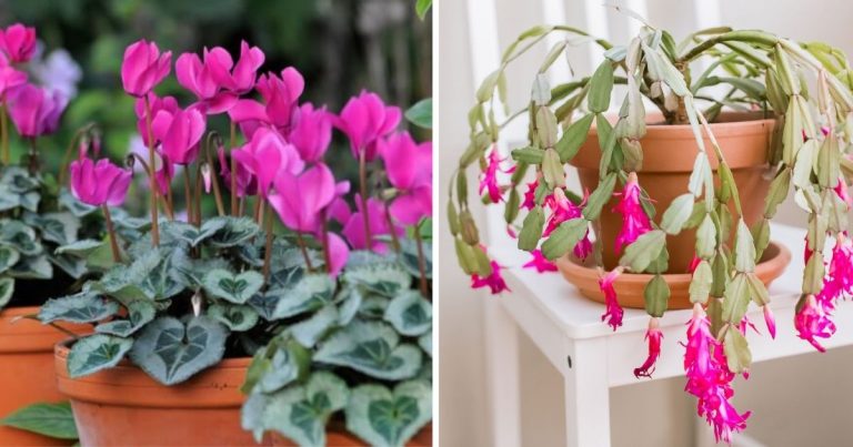 Indoor Plants That Prefer Growing In Coffee Grounds