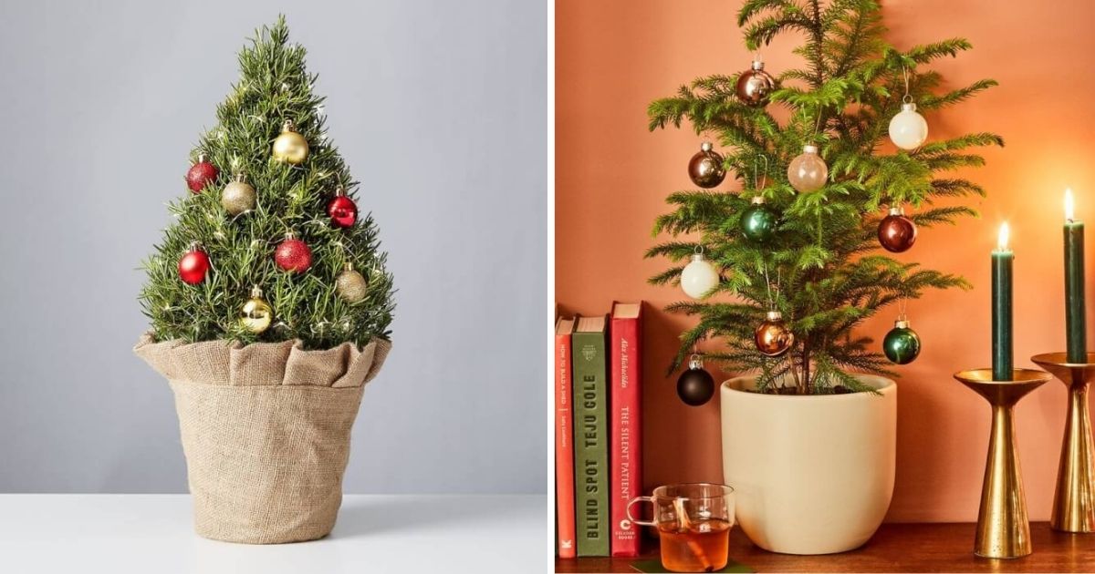 10 Indoor Plants That You Can Use As Christmas Trees