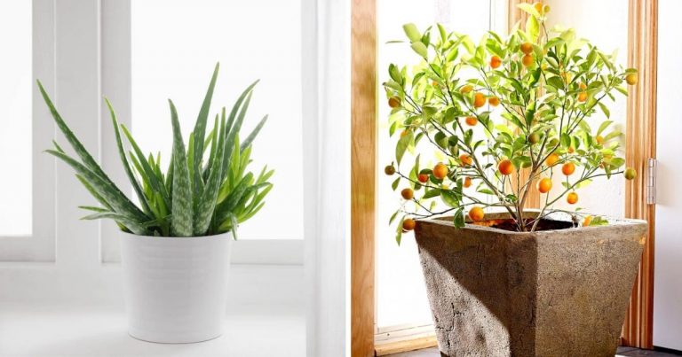 Kitchen Scraps You Can Re-Grow To Become Indoor Plants In The Future