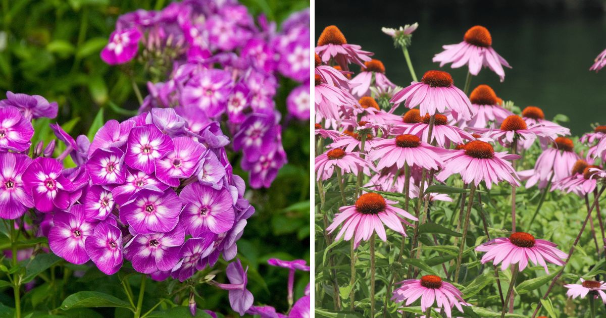 19 Longest Blooming Perennial Flowers That You Can Grow For Everlasting Beauty In The Garden