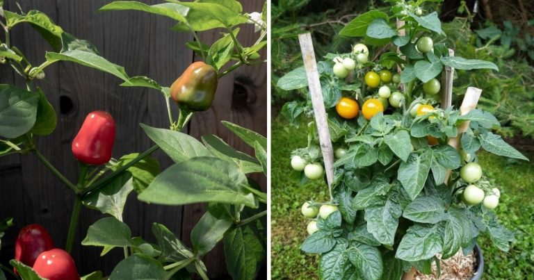 25 Lovely Miniature Vegetables And Fruits