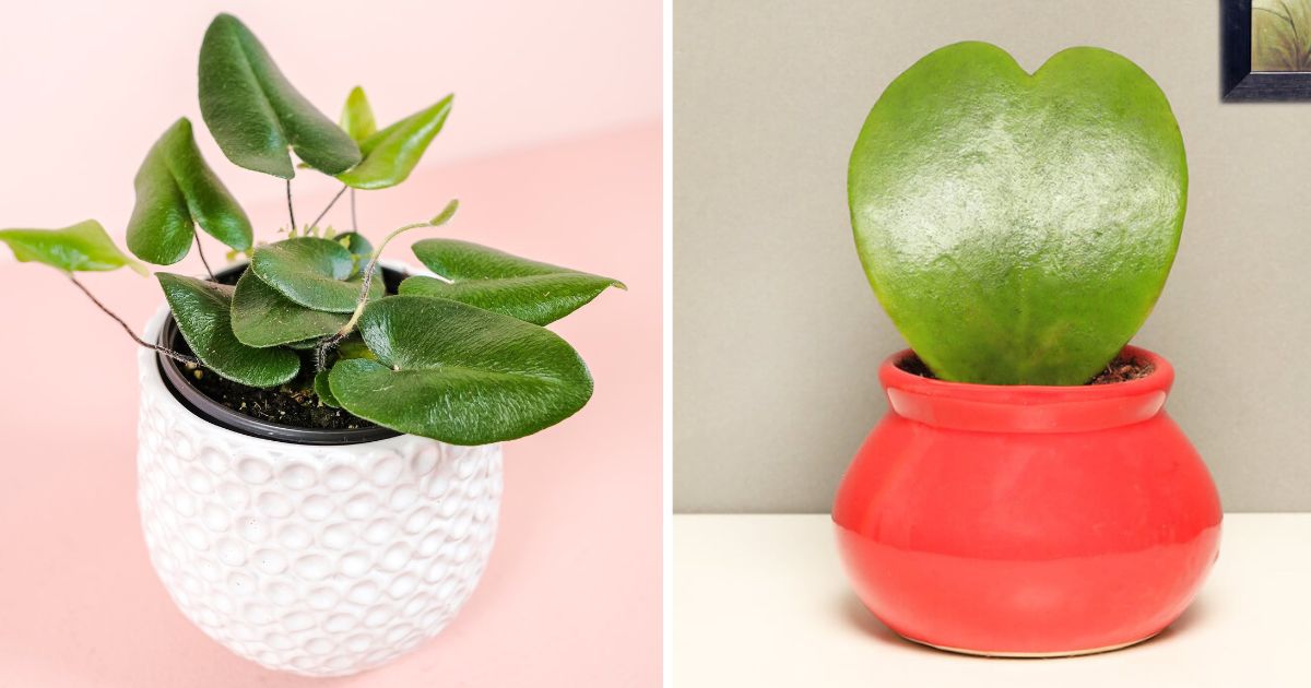 12 Lovely and Romantic Houseplants That Can Be Used As Gifts