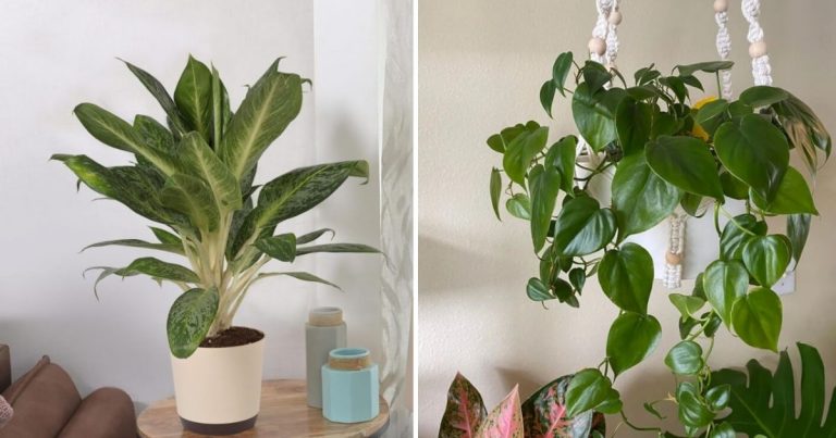 10 Low-Light Indoor Plants