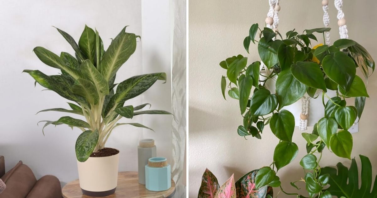 10 Low-Light Indoor Plants