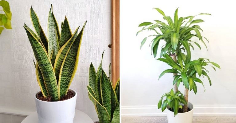 8 Low-Maintenance Indoor Plants That Are Suitable For The Forgetful Gardener