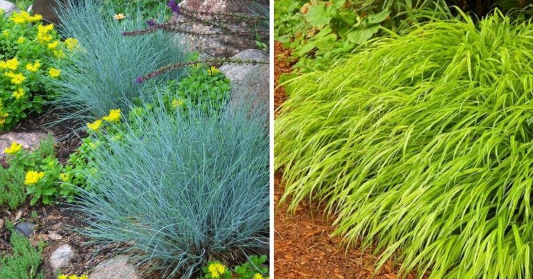 11 Low-Maintenance Ornamental Grass Types To Grow To Your Garden