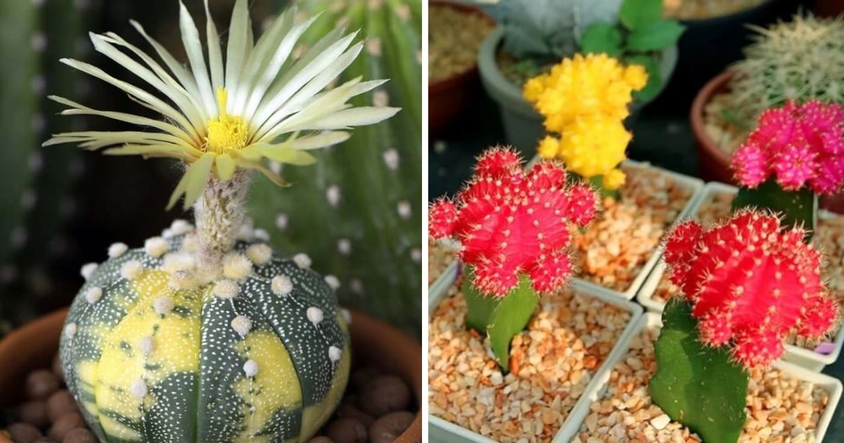 13 Low-Maintenance Succulents And Cacti To Grow Indoors