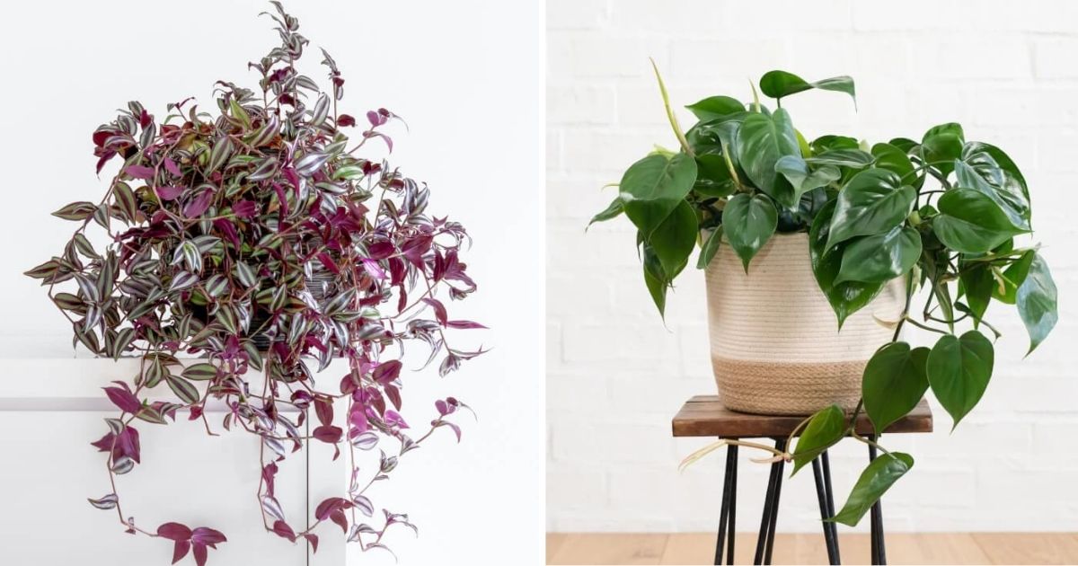 5 Low-Maintenance Vining Houseplants for Beginners