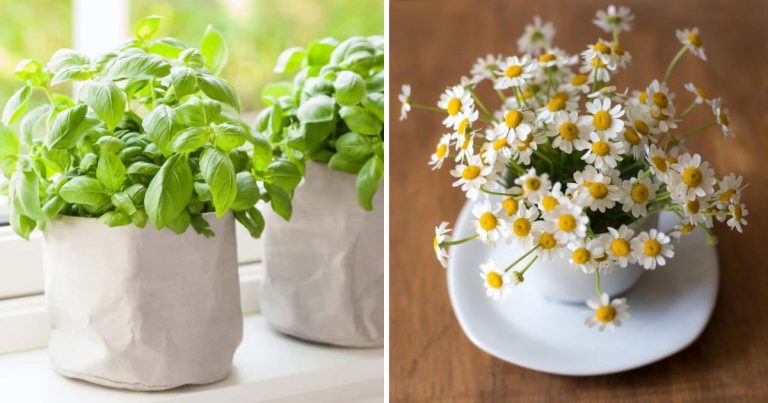 12 Lucky Houseplants And Herbs For Your Kitchen