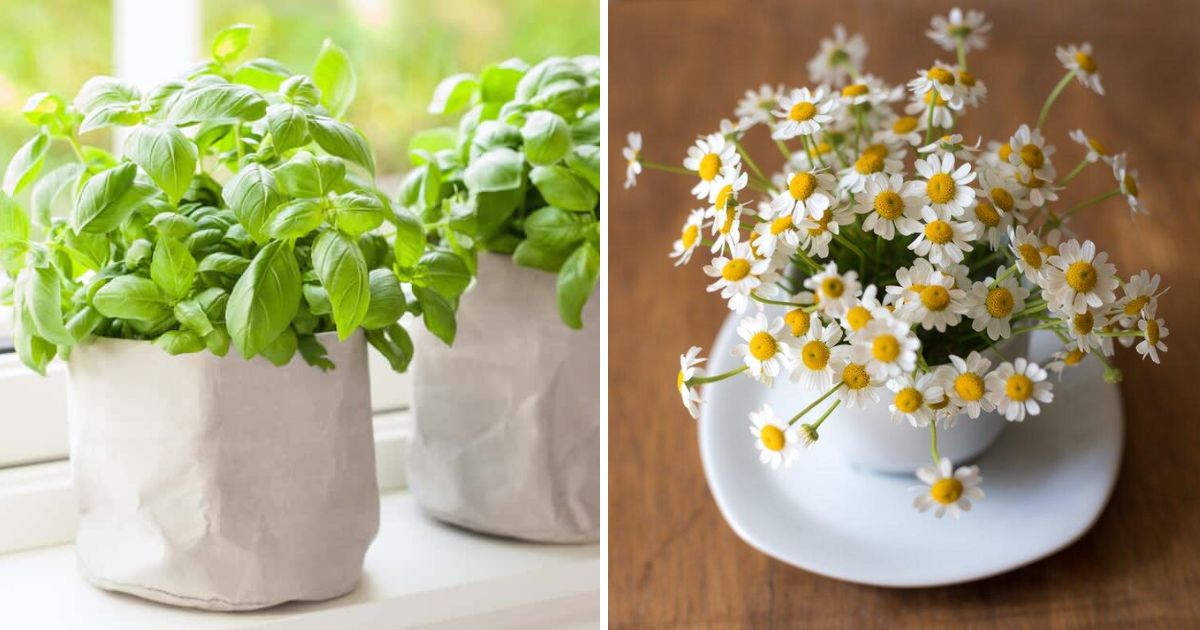 12 Lucky Houseplants And Herbs For Your Kitchen