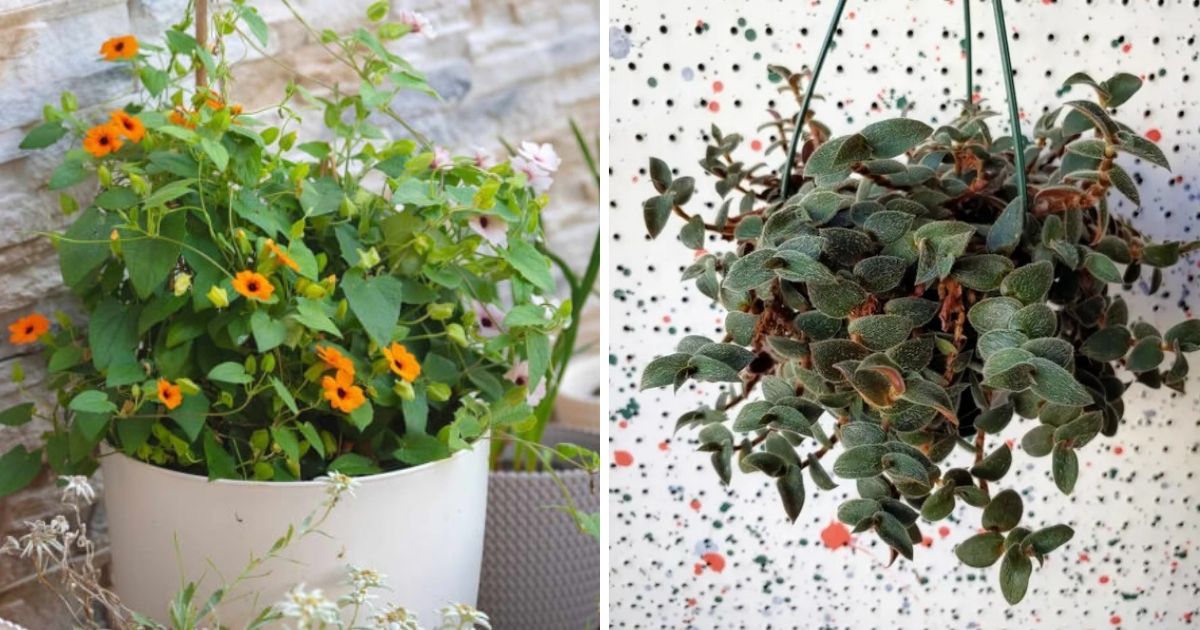 22 Easiest Vines To Bring Forest To Your Indoor Space